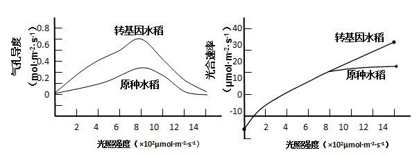 紅龍魚光照強(qiáng)度對(duì)健康影響：如何選擇適合紅龍魚的燈具，紅龍魚光照與色彩關(guān)系 龍魚百科 第3張