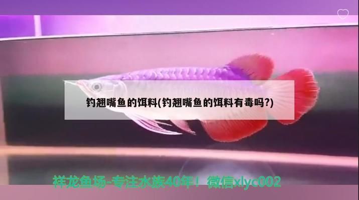 龍魚翹嘴什么情況不能吃了：龍魚翹嘴不能吃嗎 龍魚百科 第5張