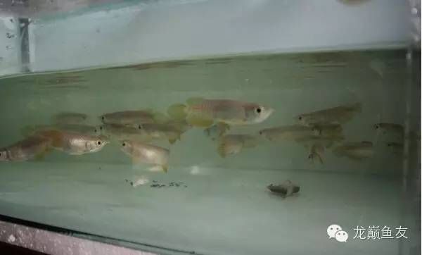 龍魚趴缸底是怎么回事兒啊：龍魚為什么會趴缸底 龍魚百科 第2張