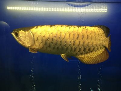 金龍魚質量如何鑒別：如何鑒別金龍魚食用油的質量？ 水族問答 第1張