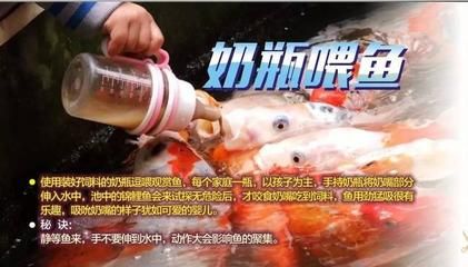 雷斯塔瑞龍魚多少錢：雷斯塔瑞龍魚價(jià)格 龍魚百科 第5張