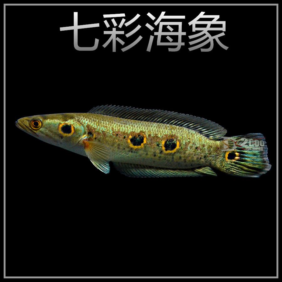 龍魚的配魚都有什么魚吃：龍魚混養(yǎng)水質(zhì)管理技巧 龍魚百科 第4張