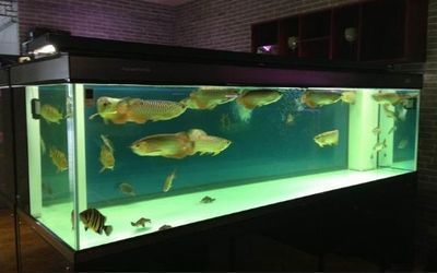 在哪里可以買到龍魚苗呢：水族展覽購(gòu)買龍魚苗攻略