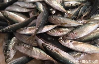 龍魚(yú)的口感：龍魚(yú)的口感有哪些？ 龍魚(yú)百科 第2張