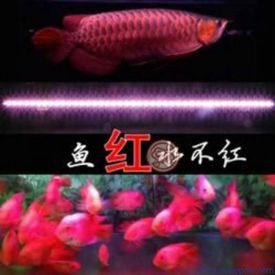 龍魚每天必須照幾小時(shí)燈：如何調(diào)節(jié)龍魚光照強(qiáng)度，夏季龍魚光照時(shí)間調(diào)整，龍魚光照與食欲關(guān)系 龍魚百科 第5張