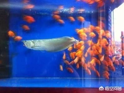 銀龍魚水溫多少合適鸚鵡魚最適合溫度：銀龍魚和鸚鵡魚最適宜的水溫在這個范圍內是非常重要的