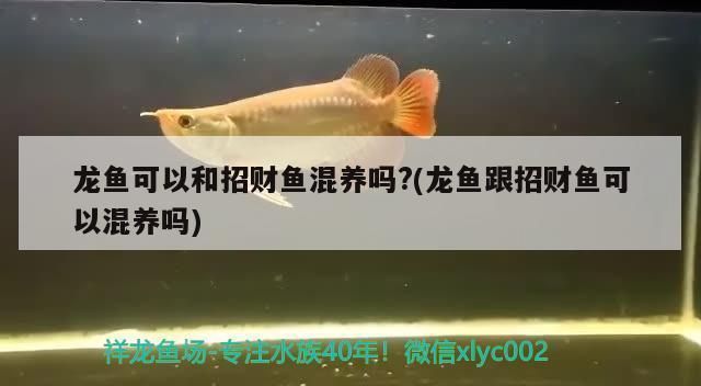 龍魚可以跟招財魚混養(yǎng)么嗎：龍魚和招財魚混養(yǎng)成功案例分享龍魚招財魚混養(yǎng)成功案例分享