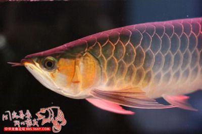 龍魚(yú)之家的魚(yú)怎么樣好吃嗎：龍魚(yú)與其他海鮮比較，龍魚(yú)的保存方法和技巧和技巧 龍魚(yú)百科 第1張