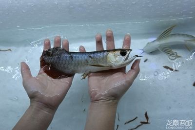 龍魚(yú)之家的魚(yú)怎么樣好吃嗎：龍魚(yú)與其他海鮮比較，龍魚(yú)的保存方法和技巧和技巧 龍魚(yú)百科 第4張