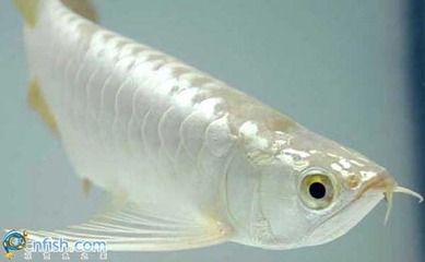 龍魚(yú)之家的魚(yú)怎么樣好吃嗎：龍魚(yú)與其他海鮮比較，龍魚(yú)的保存方法和技巧和技巧 龍魚(yú)百科 第5張