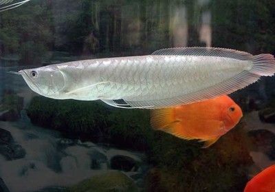 金龍魚主食吃什么最好：關(guān)于金龍魚的幾個疑問 水族問答 第4張