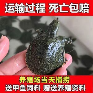 金龍魚主要產(chǎn)品有哪些：關(guān)于金龍魚的幾個疑問 水族問答