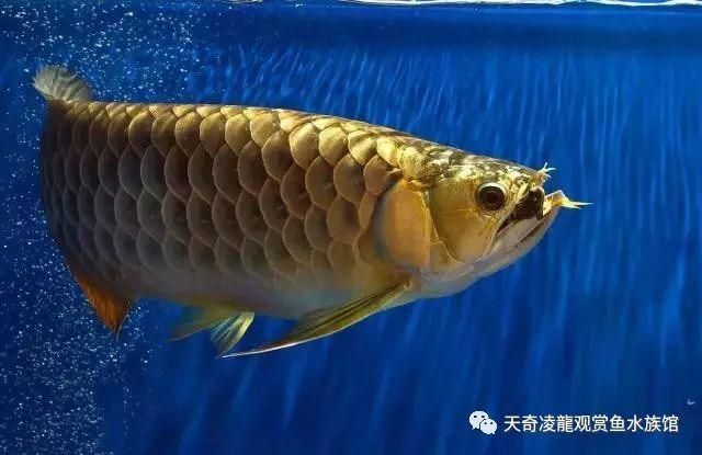 龍魚(yú)發(fā)色階段詳解大全視頻教程圖片：龍魚(yú)發(fā)色過(guò)程詳解 龍魚(yú)百科 第2張