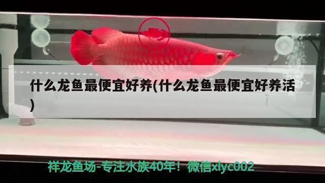 龍魚最便宜：紅龍魚與銀龍魚價格波動原因如何辨別龍魚健康狀況