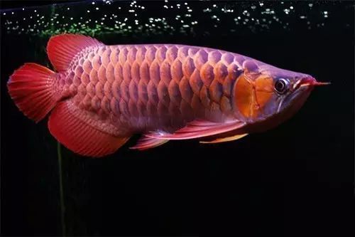 怎么讓龍魚(yú)發(fā)色更好呢：如何判斷龍魚(yú)的發(fā)色