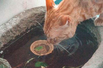 幼魚階段黃金貓魚飼料選擇：黃金貓魚幼魚飼料品牌推薦 龍魚百科 第4張