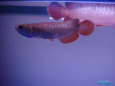 金龍魚(yú)狀態(tài)不好怎么調(diào)整：如何通過(guò)調(diào)整水溫來(lái)改善金龍魚(yú)的狀態(tài)？ 水族問(wèn)答 第1張