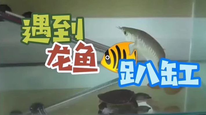 龍魚被咬后趴缸里怎么辦視頻：如何判斷龍魚是否缺氧 龍魚百科 第2張