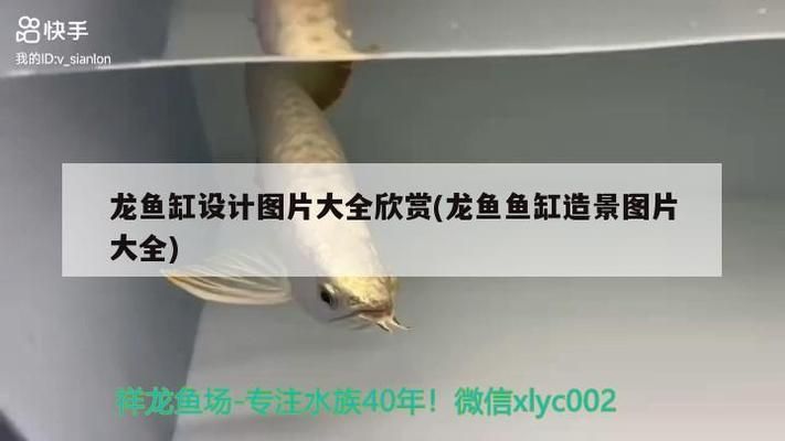 龍魚魚缸布景：龍魚魚缸布景材料選擇 龍魚百科 第3張