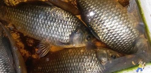 龍魚魚食制作過程：自制龍魚飼料營養(yǎng)成分詳解 龍魚百科 第3張