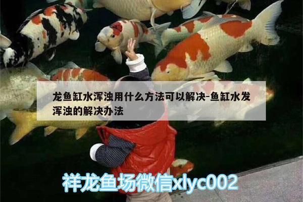 龍魚缸水渾濁用什么方法可以解決：如何解決龍魚缸水渾濁的問題 龍魚百科 第2張