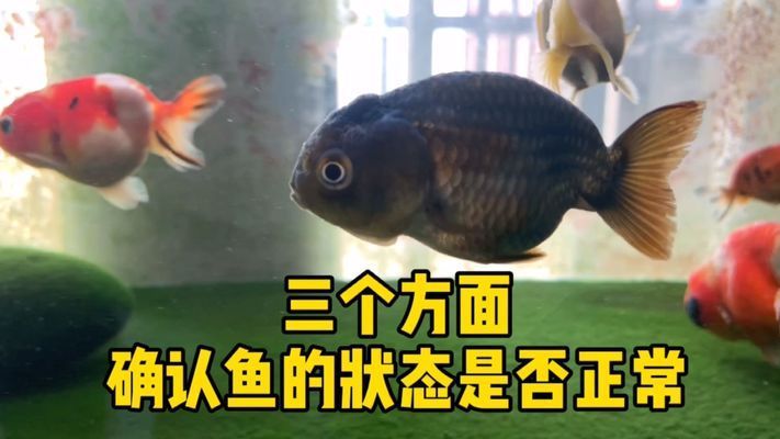 如何判斷申古銀版魚健康狀態(tài)？：如何判斷申古銀版魚的健康狀態(tài) 龍魚百科 第6張