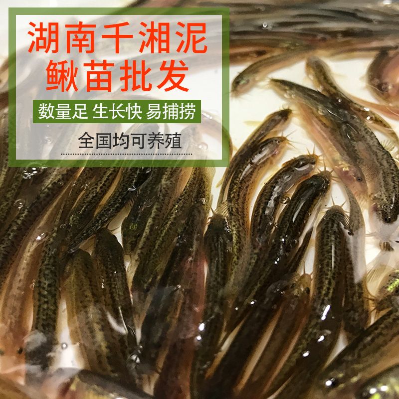 龍魚(yú)喂飼料長(zhǎng)得快還是活食長(zhǎng)得快呢：如何訓(xùn)練龍魚(yú)吃飼料，活食喂養(yǎng)對(duì)龍魚(yú)健康的影響，龍魚(yú)最佳水溫范圍 龍魚(yú)百科 第3張