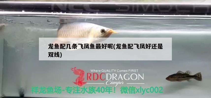 龍魚發(fā)色用什么燈最好看視頻講解：關(guān)于龍魚發(fā)色用燈的相關(guān)知識(shí) 龍魚百科 第2張