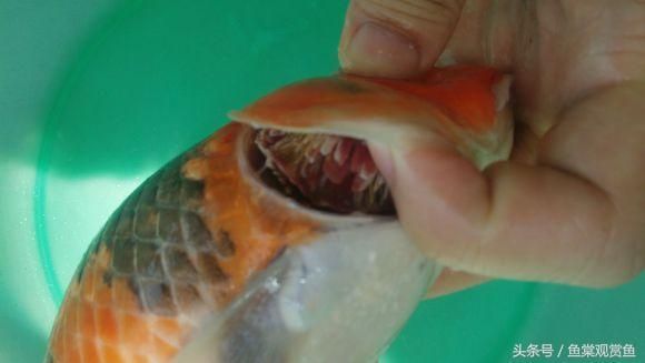 金龍魚走勢(shì)分析圖最新：金龍魚最新走勢(shì)分析 水族問答 第2張