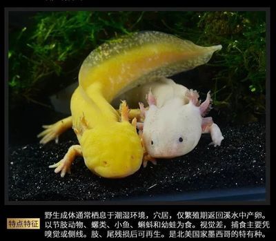 六角恐龍魚吃龜飼料嗎：六角恐龍魚可以吃龜飼料但不建議長期以此為主食 龍魚百科 第4張