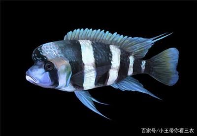 金龍魚(yú)走勢(shì)預(yù)測(cè)：金龍魚(yú)未來(lái)走勢(shì)預(yù)測(cè) 水族問(wèn)答 第2張