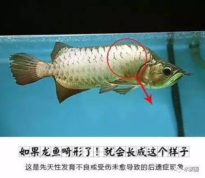 龍魚長什么樣子?。喝绾伪鎰e龍魚的品種，龍魚的生活習(xí)性探究 龍魚百科 第5張