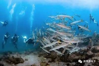 杰西卡魚適宜水溫范圍：杰西卡魚的適宜水溫范圍 龍魚百科 第1張