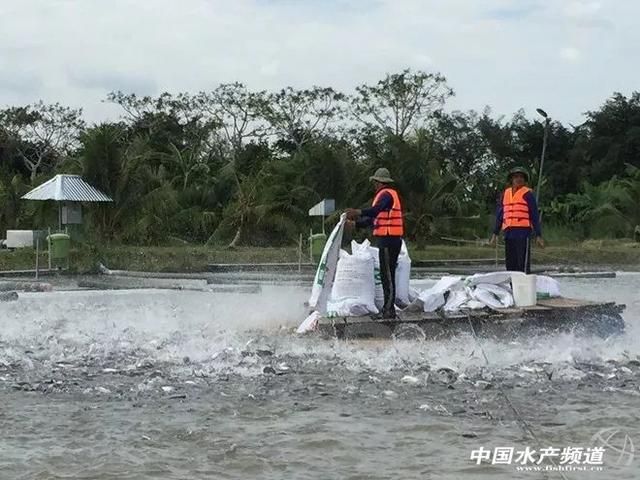 金龍魚最愛吃什么長得最快：關(guān)于金龍魚的10個問題 水族問答 第1張