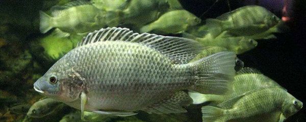 金龍魚(yú)最大多大能繁殖：金龍魚(yú)最大多大能繁殖？ 水族問(wèn)答