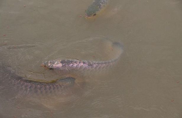 龍魚光照對色彩的影響：光照對龍魚發(fā)色的影響 龍魚百科 第4張