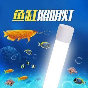 龍魚缸夜間開個(gè)小夜燈好嗎：龍魚缸夜間開小夜燈是否開小夜燈對(duì)觀賞魚有益處 龍魚百科 第3張