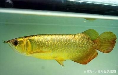 龍魚好養(yǎng)還是金魚好養(yǎng)：龍魚與金魚的養(yǎng)護(hù)難易程度，龍魚飼養(yǎng)環(huán)境布置技巧 龍魚百科 第4張