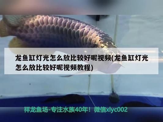 龍魚燈光使用方法視頻大全：龍魚燈光的使用方法