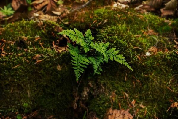 龍魚缸底部的垃圾怎么清理：龍魚缸底濾系統(tǒng)的diy教程