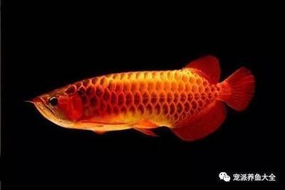 龍魚的功效：龍魚與鱸魚營(yíng)養(yǎng)比較， 龍魚百科 第3張