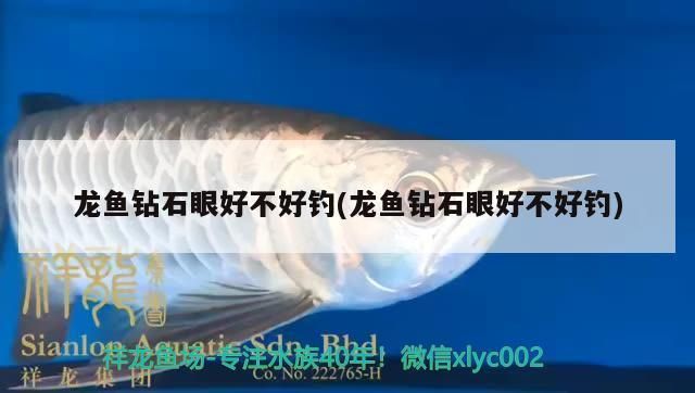 龍魚鉆石眼能看見東西嗎：關于龍魚鉆石眼能否看見東西的詳細信息 龍魚百科 第3張