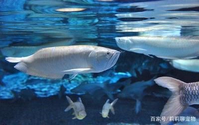 銀龍魚消化不良癥狀及處理：銀龍魚消化不良怎么辦 龍魚百科 第4張