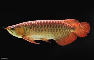 龍魚水溫多少度最好：龍魚水溫調(diào)控技巧，如何預(yù)防龍魚水溫驟變，銀龍魚最佳飼養(yǎng)環(huán)境 龍魚百科 第4張