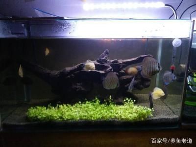 觀賞魚混養(yǎng)注意事項：觀賞魚混養(yǎng)時需要注意的要點 龍魚百科 第2張