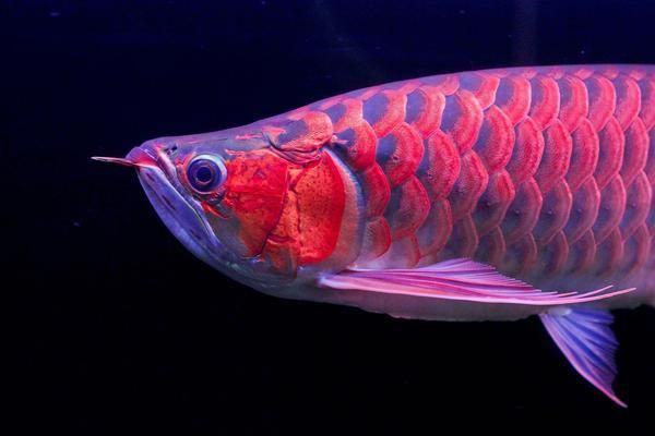 龍魚(yú)缸測(cè)水質(zhì)準(zhǔn)嗎：龍魚(yú)缸水質(zhì)檢測(cè)工具對(duì)比分析龍魚(yú)健康生長(zhǎng)的關(guān)鍵因素 龍魚(yú)百科 第2張