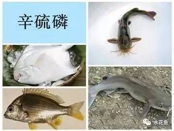 龍魚怎么打包發(fā)貨給別人：龍魚打包用什么鎮(zhèn)定劑,龍魚長途運(yùn)輸注意事項(xiàng) 龍魚百科 第1張