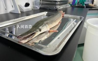 龍魚怎么打包發(fā)貨給別人：龍魚打包用什么鎮(zhèn)定劑,龍魚長途運(yùn)輸注意事項(xiàng) 龍魚百科 第2張