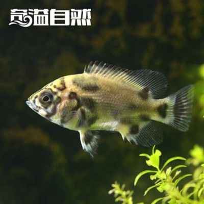 銀龍魚苗飼料種類變化時間：銀龍魚苗在成長過程中對飼料的需求至關(guān)重要