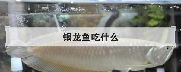 銀龍魚食物多樣性實(shí)踐：銀龍魚的食物多樣性實(shí)踐的研究表明銀龍魚的飲食策略 龍魚百科 第5張